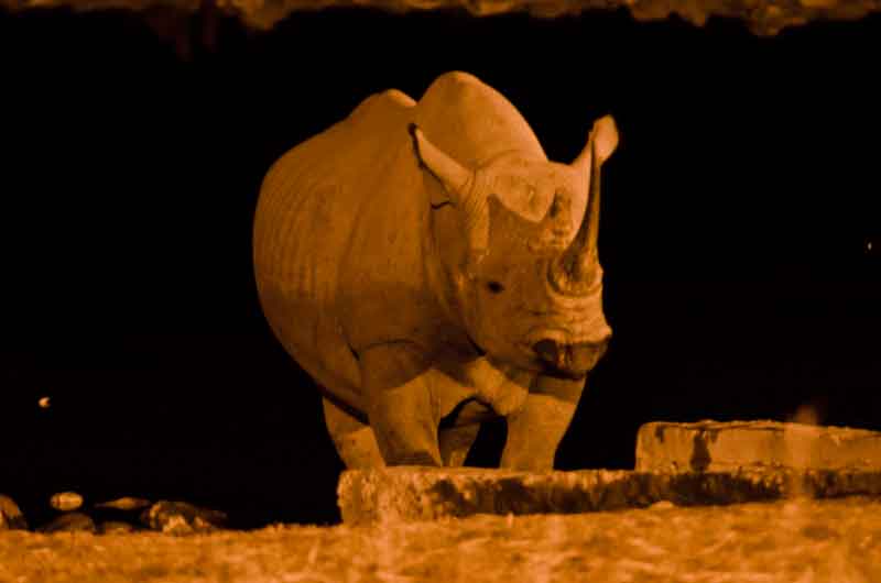 Rinoceronte - parque nacional de Etosha - Namibia 14.jpg
